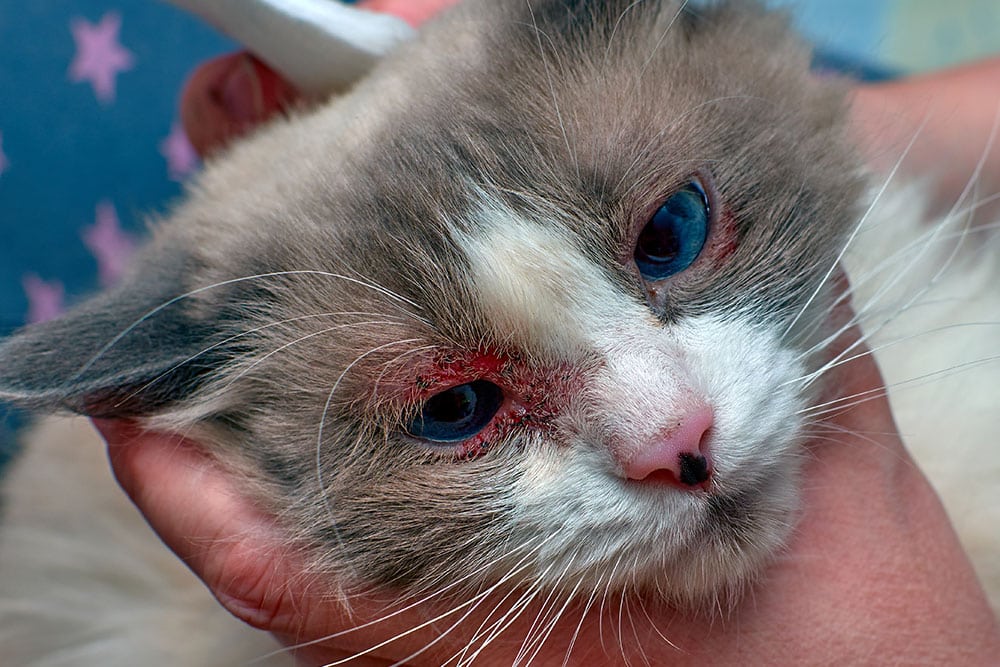 Close-up of a cat with severe eye inflammation, redness, and crusting on eyelids.