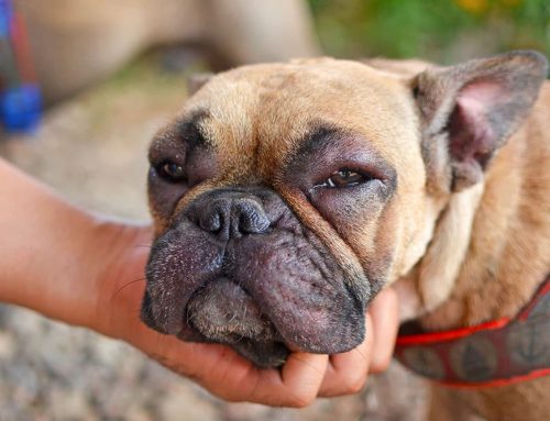 Allergic Reactions: Hives vs. Anaphylaxis and What We Do