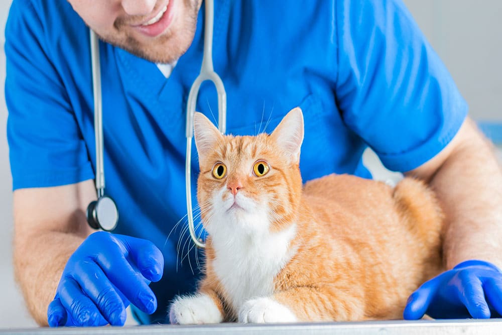 A veterinarian in blue scrubs examining a cat on a clinic table, representing urgent or emergency veterinary care when a regular vet is unavailable.